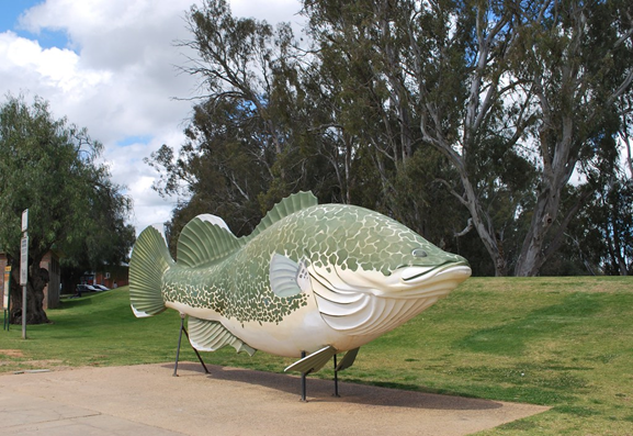 The big murray cod sculpture